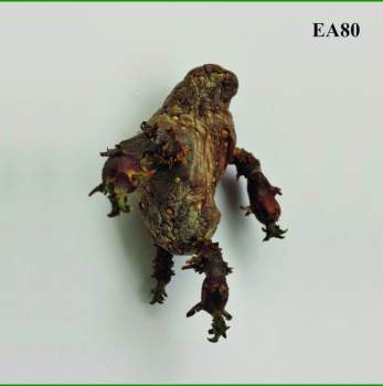 EA80 • Singles • LP