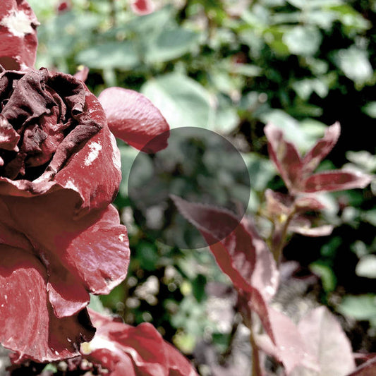 SEE THROUGH DRESSES • S/T • LP