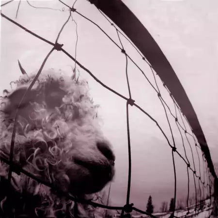 PEARL JAM • VS (Reissue, Remastered, Gatefold) • LP
